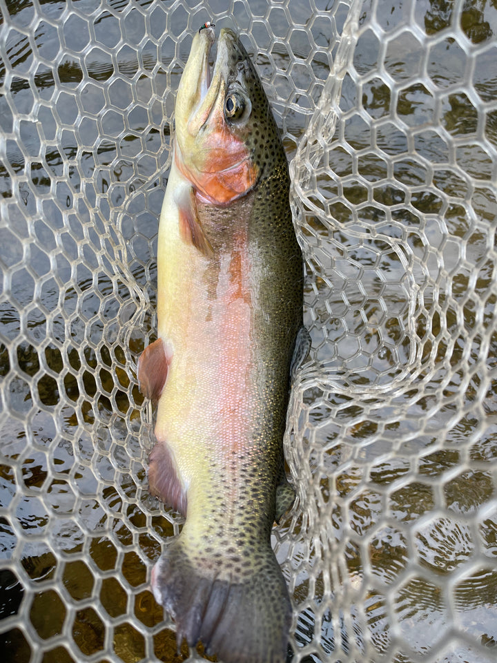 Gunnison River Mid-August update!