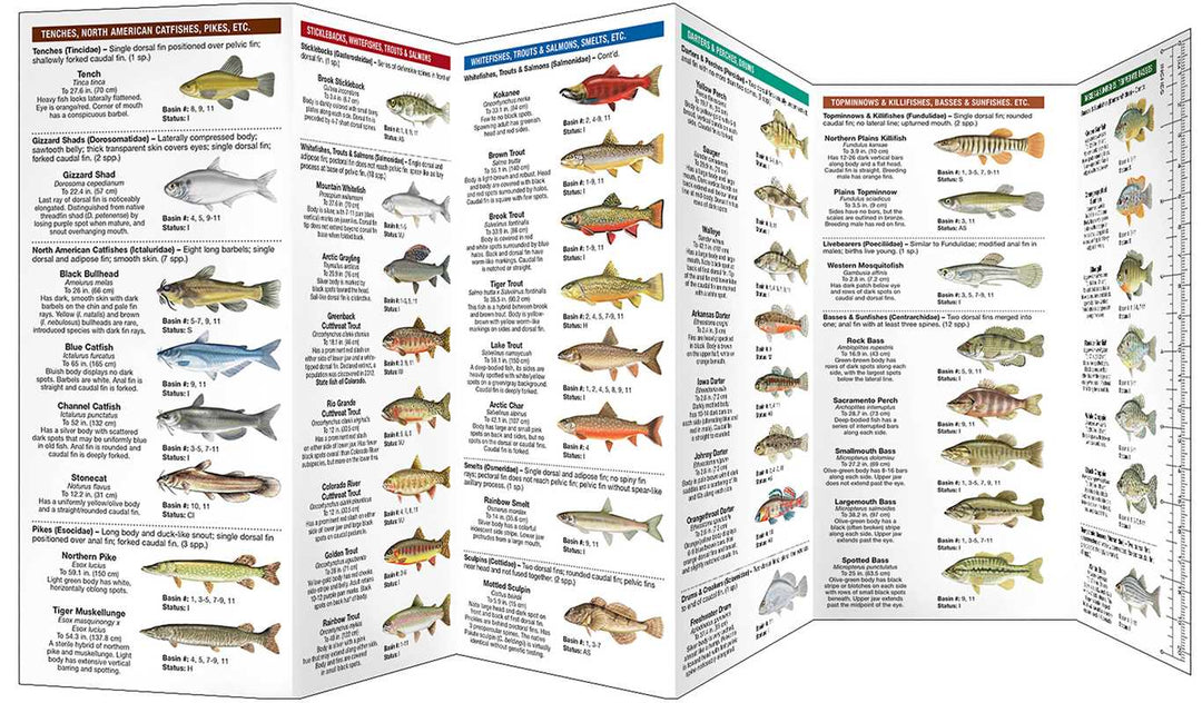 Colorado Freshwater Fishes by Matthew Morris: Pamphlets; 12 pages / English