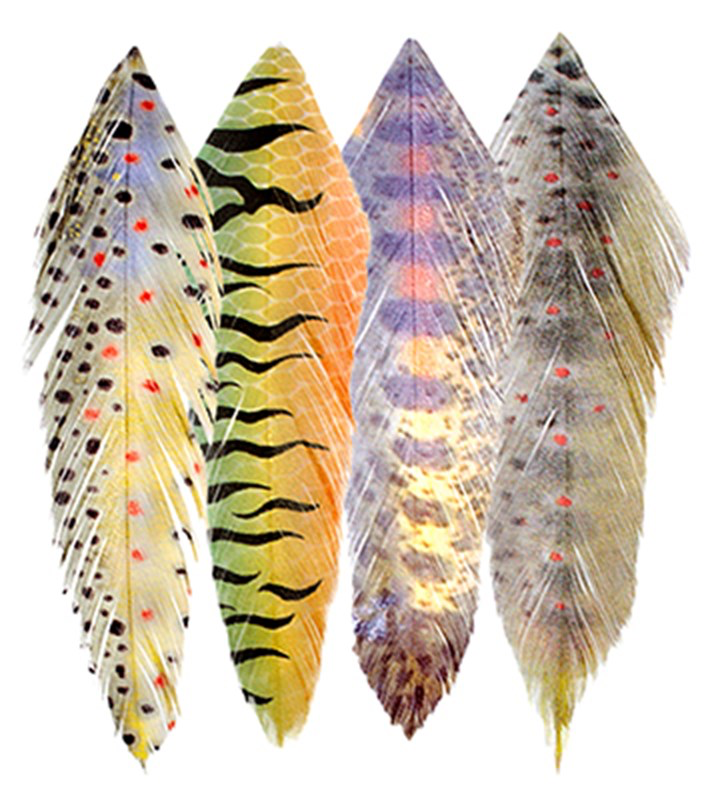 MFC Galloup’s fish feathers