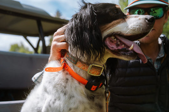 Fishpond Dog Collar - Trucha