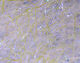 Ripple Ice Fiber