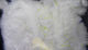 UV2 Roe Yarn